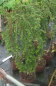 Preview: Cotoneaster adpressus Little Gem 1